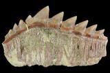 Fossil Cow Shark (Hexanchus) Tooth - Morocco #92620-1